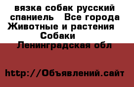 вязка собак русский спаниель - Все города Животные и растения » Собаки   . Ленинградская обл.